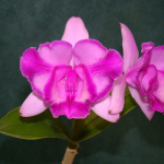 Cattleya intermedia